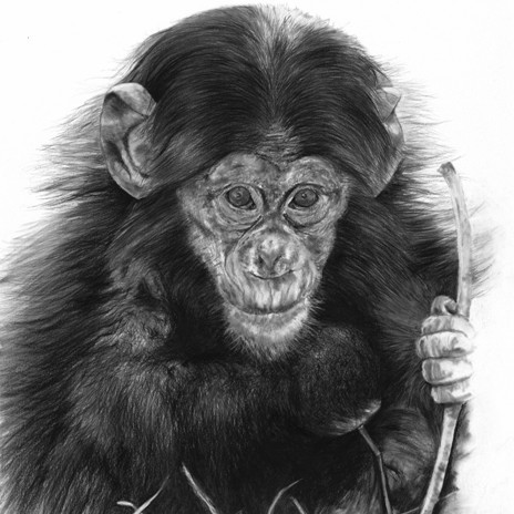 "LE BATON" Charcoal drawing of a young chimpanzee holding a stick – wildlife artist Laurence Saunois