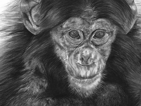 Dessin de chimpanzé (détails) par Laurence Saunois, Artiste peintre animalier