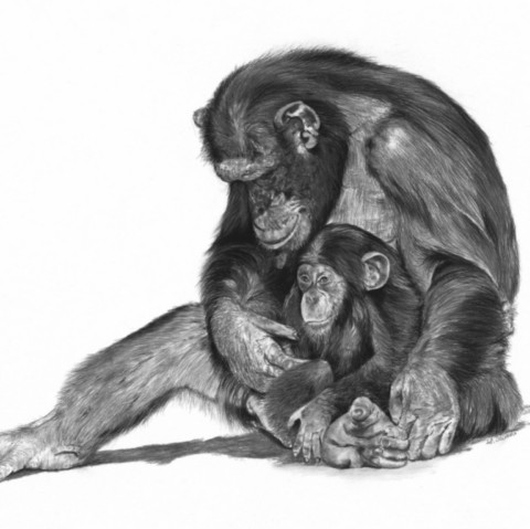 "CALIN" Charcoal drawing of a mother chimpanzee with her baby – wildlife artist Laurence Saunois