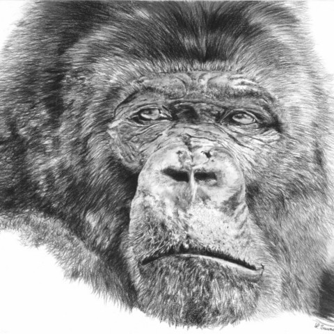 "BONGO" Drawing of a silverback gorilla portrait in charcoal by Laurence Saunois, wildlife artist