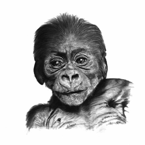 "OH! MY BABY! Charcoal portrait drawing of a baby gorilla – wildlife artist Laurence Saunois