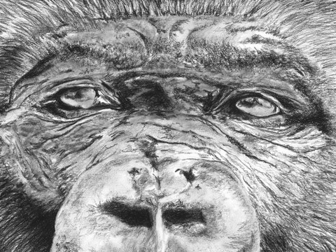 Dessin de gorille (détails) par Laurence Saunois, Artiste peintre animalier