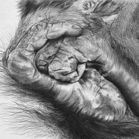 "PIEDS D'ORAN OUTANG" Charcoal drawing of orangutan feet – wildlife artist Laurence Saunois
