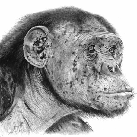 "LE VIEUX" Charcoal drawing of an old chimpanzee portrait - Laurence Saunois, wildlife painter