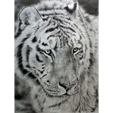 Drawing of tiger by Laurence Saunois, animal artist by Laurence Saunois, animal artist