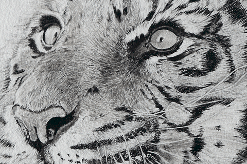Dessin d'un tigre (détails) par Laurence Saunois, artiste animalier