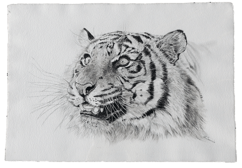 Drawing of tiger by Laurence Saunois, animal artist by Laurence Saunois, animal artist