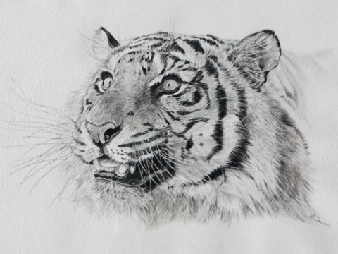 Dessin d'un portrait de tigre à l'encre de Chine