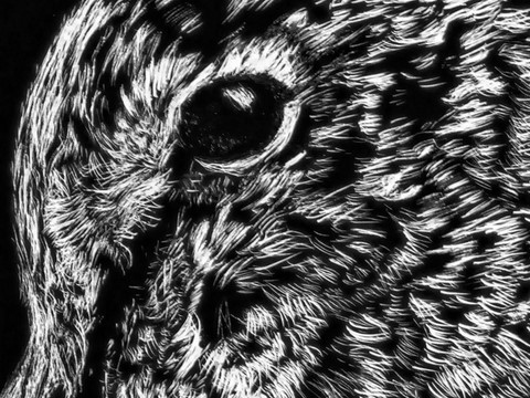 Scratchboard d'un portrait de bécasse (détails) réalisé par la peintre animalier Laurence Saunois