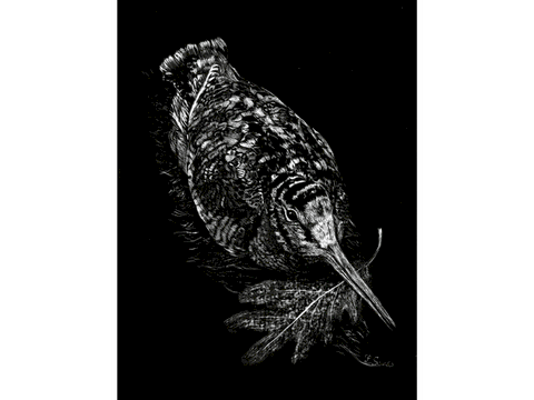 Scratchboard de bécasse par la peintre animalier Laurence Saunois