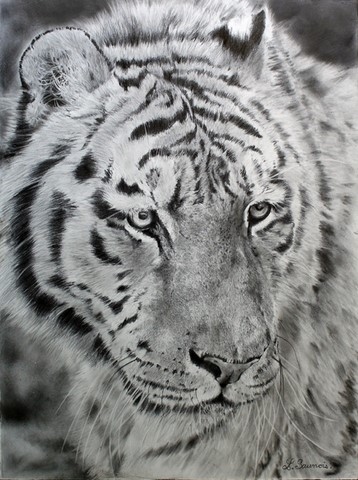 Drawing of tiger by Laurence Saunois, animal artist by Laurence Saunois, animal artist
