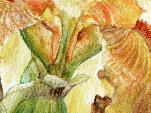 Aquarelle Botanique d'iris jaune (détails) par Laurence Saunois, artiste peintre animalier
