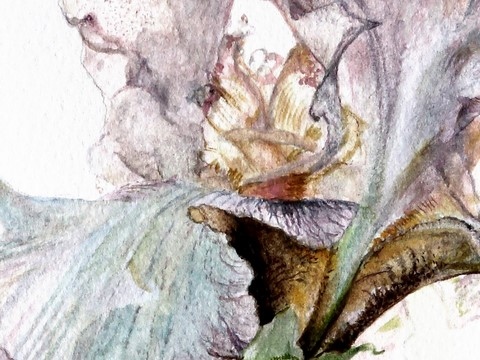 Aquarelle Botanique d'iris violet (détails) par Laurence Saunois, artiste peintre animalier