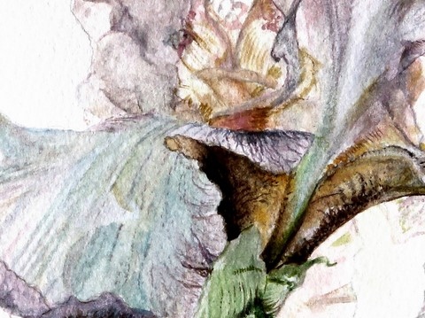 Aquarelle Botanique d'iris violet (détails) par Laurence Saunois, artiste peintre animalier