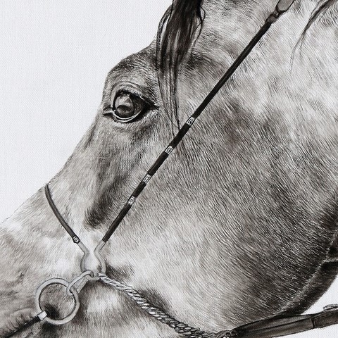Arabian horse drawing - details - by Laurence Saunois, animal artist