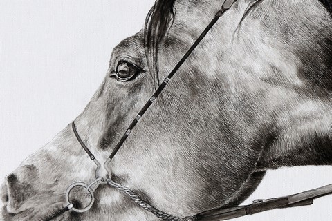 Dessin de cheval PSA (détails) par Laurence Saunois, Artiste animalier