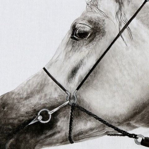 Arabian horse drawing - details - by Laurence Saunois, animal artist