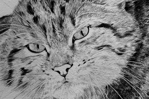Dessin d'un chat sauvage (détails) par Laurence Saunois, artiste animalier
