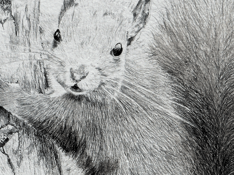 Dessin d'écureuil (détails) par Laurence Saunois, artiste animalier