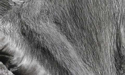 Dessin de pieds d'orang-outan, détails : peintre animalier Laurence saunois