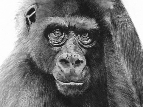 Dessin de gorille (détails) par Laurence Saunois, Artiste peintre animalier