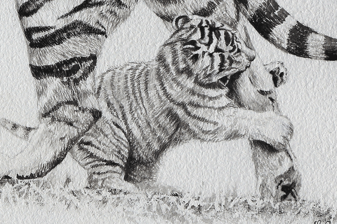 Dessin de tigres (détails) par Laurence Saunois, peintre animalier