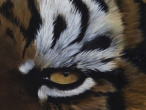 Peinture de tigre (détails) par Laurence Saunois, artiste peintre animalier