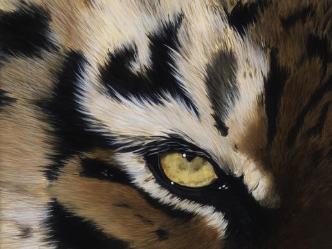 Peinture de tigre (détails) par Laurence Saunois, artiste peintre animalier