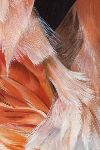 Peinture de Flamant rose (détails) par Laurence Saunois, artiste peintre animalier