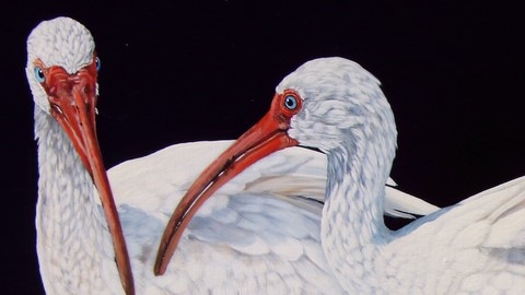 Peinture d'ibis (détails) par Laurence Saunois, artiste peintre animalier