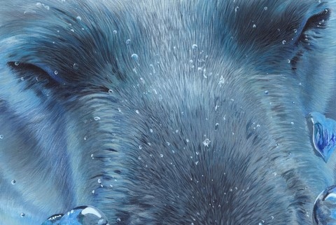 Details - Peinture d'ours polaire par Laurence Saunois, peintre animalier
