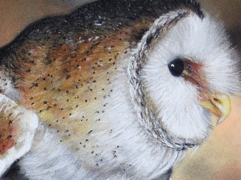 Pastels Secs de chouette - détails - par Laurence Saunois, peintre animalier