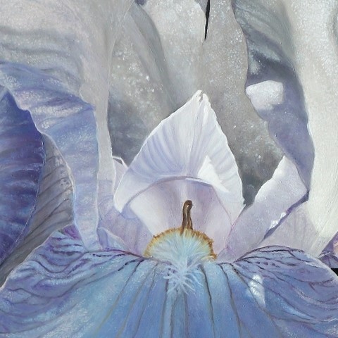 Détails d'une peinture d'iris blanc par La peintre animalier Laurence Saunois