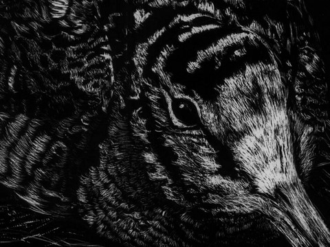 Scratchboard de bécasse (détails) par la peintre animalier Laurence Saunois