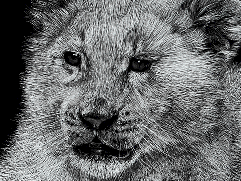 Scratchboard de lionceau blanc (détails) par la peinter animalier Laurence Saunois