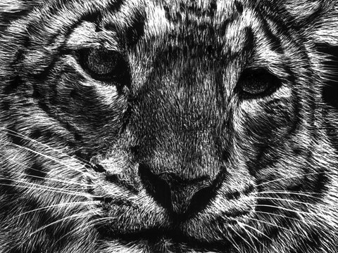 Scratchboard panthère (détails) par Laurence Saunois, artiste peintre animalier