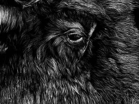 Scratchboard de Bison d'Amérique (détails)  par Laurence Saunois, artiste peintre animalier