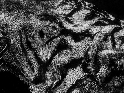 Détails - Scratchboard de tigre blanc par Laurence Saunois, artiste peintre animalier  par Laurence Saunois, artiste peintre animalier