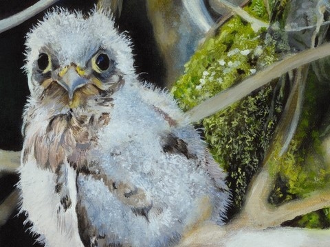 Peinture de faucon crécerelle (détails) par Laurence Saunois, artiste peintre animalier