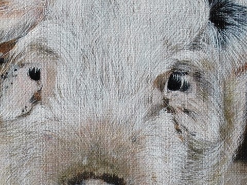 Peinture (détails) de petit cochon par Laurence Saunois, peintre animalier