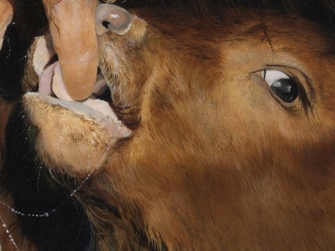 details - Peinture de veau par Laurence Saunois, artiste peintre animalier