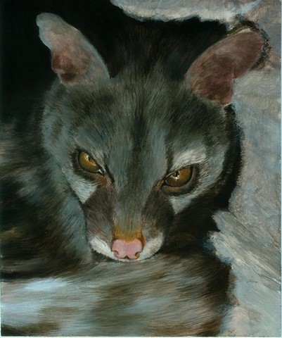Etape 5 -Peinture de genette par Laurence Saunois, artiste peintre animalier