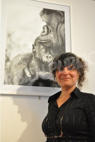 Laurence Saunois, peintre animalier devant son dessin de gorilles