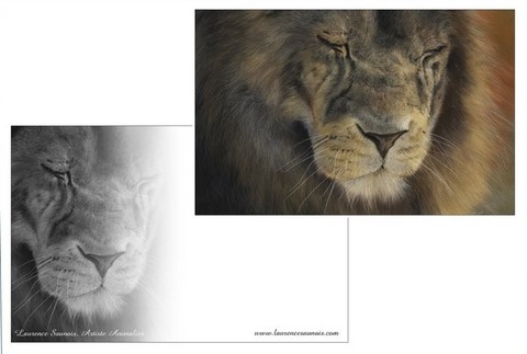 Grande carte postale d'un dessin de lion par la peintre animalier Laurence Saunois