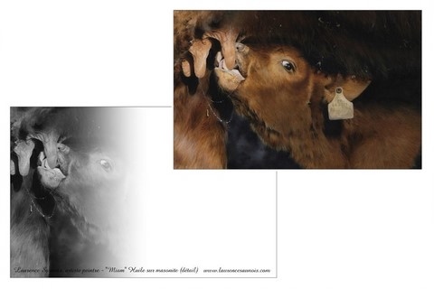 Carte postale - Tableau d'un veau Salers réalisé par Laurence Saunois, artiste animalier