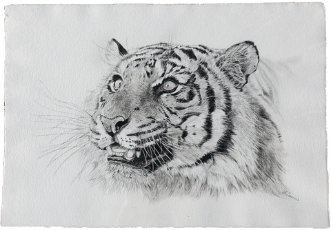 Click to enlarge Drawing of tiger by Laurence Saunois, animal artist by Laurence Saunois, animal artist