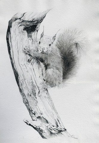 Dessin d'un écureuil par Laurence Saunois, artiste animalier