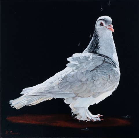 Peinture de pigeon blanc par Laurence Saunois, peintre animalier