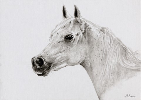 Dessin de cheval PSA par Laurence Saunois, Artiste animalier