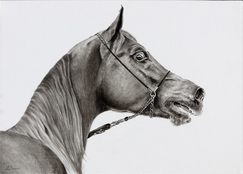 Drawing of horse by Laurence Saunois, animal artist